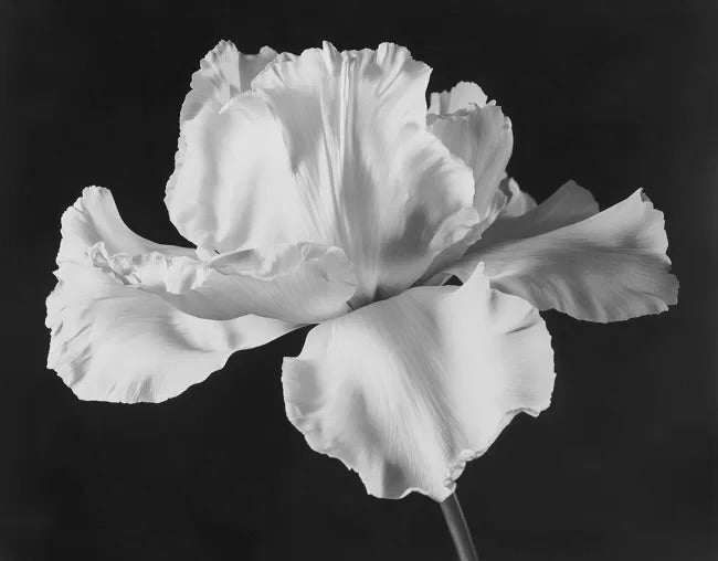 Self-Compassion: The Foundation of Healing and Personal Growth